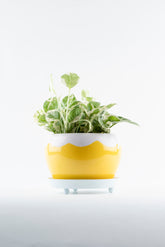 Nature inspired metal planters with tray